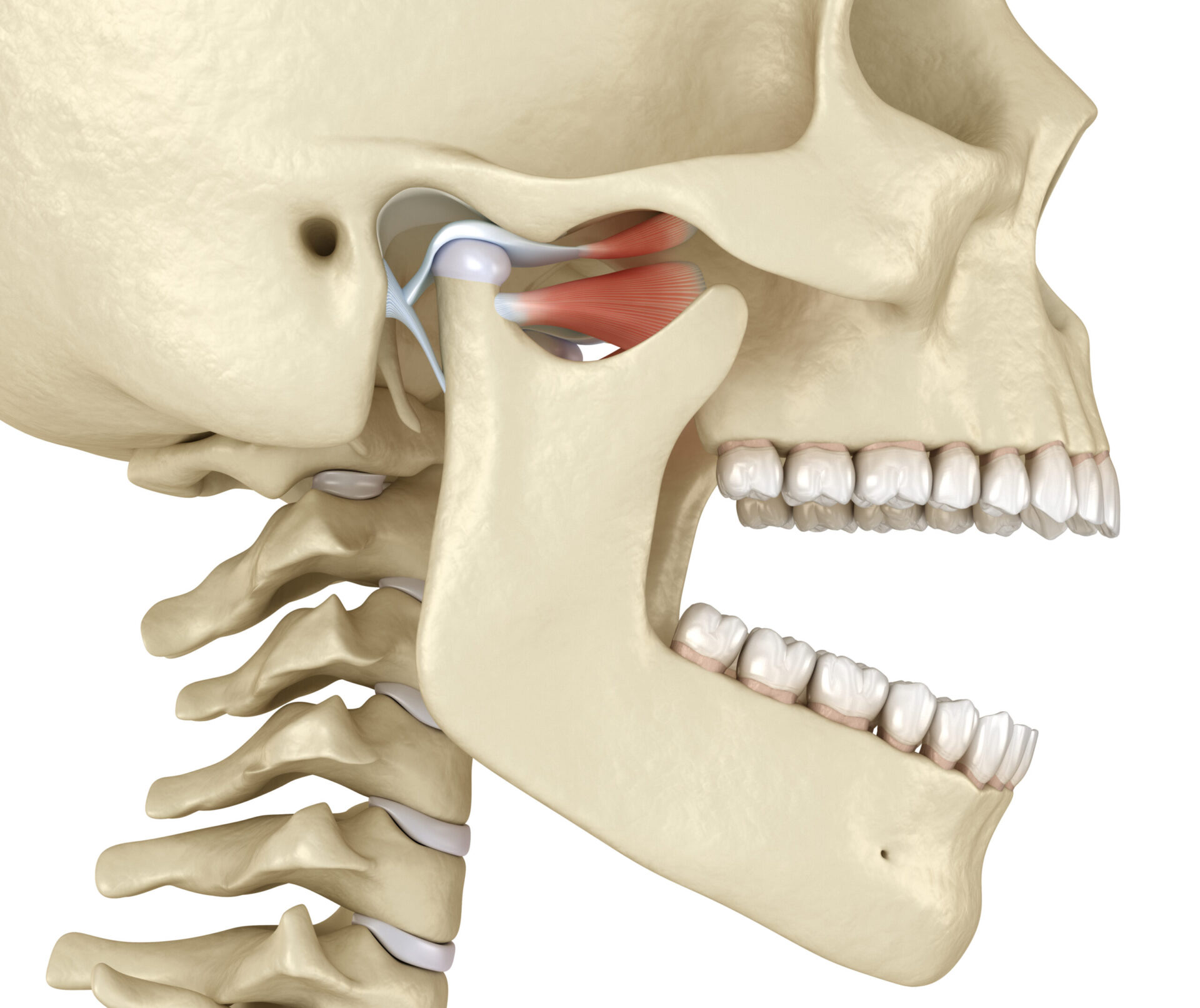 TMJ: The temporomandibular joints. Healthy occlusion anatomy. Medically accurate 3D illustration of human teeth and dentures concept