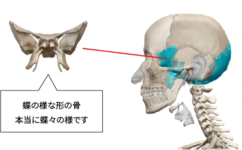 蝶形骨を示す頭蓋骨の図。超のような形の骨、本当に蝶々の様です。