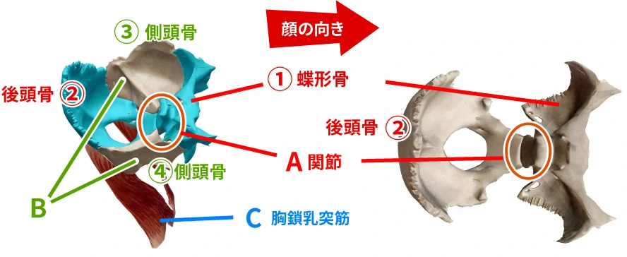 頭蓋骨の関節を示す図