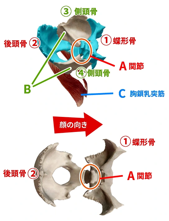 頭蓋骨の関節を示す図