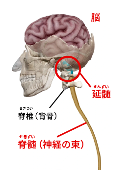 脳とえんずい、せきずいの図