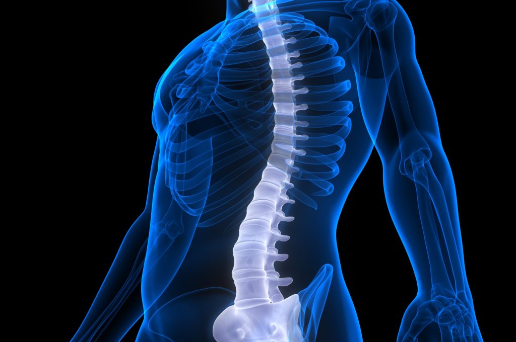 3D Illustration Concept of Spinal Cord Vertebral Column of Human Skeleton System Anatomy