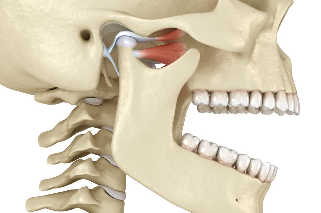 TMJ: The temporomandibular joints. Healthy occlusion anatomy. Medically accurate 3D illustration of human teeth and dentures concept TMJ: The temporomandibular joints. Healthy occlusion anatomy. Medically accurate 3D illustration of human teeth and dentures concept